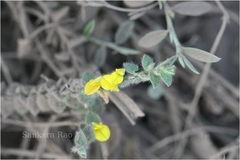 Crotalaria hebecarpa
